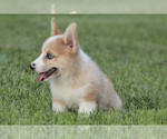 Small Photo #18 Pembroke Welsh Corgi Puppy For Sale in ELKTON, KY, USA