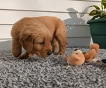 Puppy 4 Golden Retriever