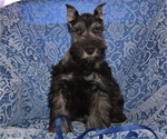 Small Photo #8 Schnauzer (Miniature) Puppy For Sale in CASSVILLE, MO, USA