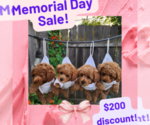 Image preview for Ad Listing. Nickname: Toy Poodle