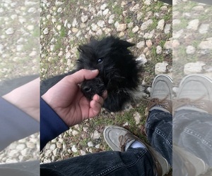 Father of the Chihuahua-Chizer Mix puppies born on 05/30/2025