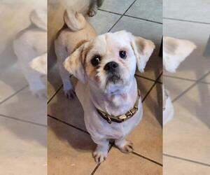 Shih Tzu Dogs for adoption in San Antonio, TX, USA