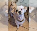 Small Shih Tzu