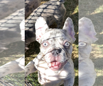 Small Photo #37 French Bulldog Puppy For Sale in SACRAMENTO, CA, USA