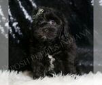 Small #2 YorkiePoo