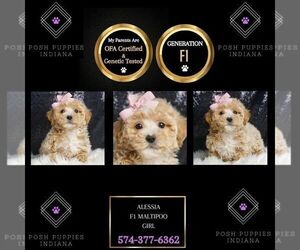 Maltipoo Puppy for sale in WARSAW, IN, USA