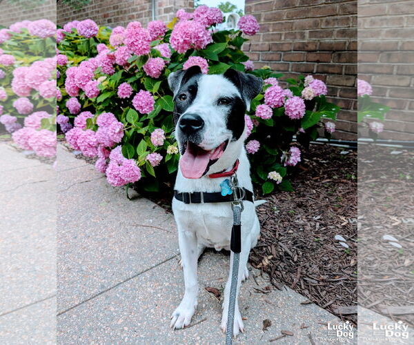 Medium Photo #7 Lab-Pointer Puppy For Sale in Washington, DC, USA