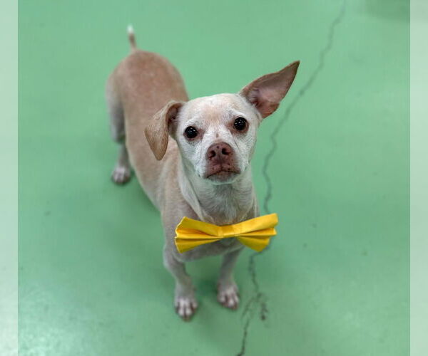 Medium Photo #2 Chihuahua-Unknown Mix Puppy For Sale in phoenix, AZ, USA