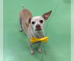 Small #1 Chihuahua Mix