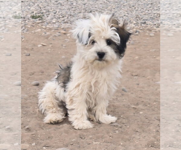 Medium Photo #1 Shih-Poo Puppy For Sale in Peralta, NM, USA