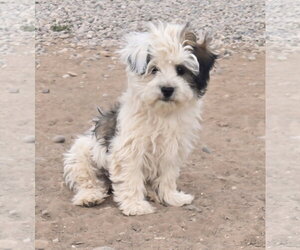 Shih-Poo Dogs for adoption in Peralta, NM, USA