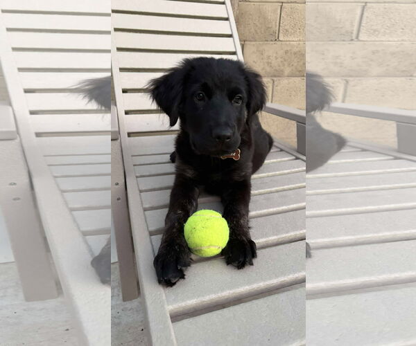 Medium Photo #1 Labrador Retriever-Unknown Mix Puppy For Sale in San Diego, CA, USA