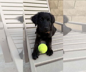 Labrador Retriever-Unknown Mix Dogs for adoption in San Diego, CA, USA