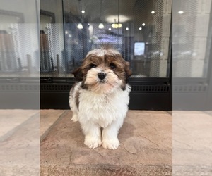 ShihPoo Puppy for sale in GREENFIELD, IN, USA