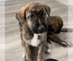 Joe - Male Mutt Dog for Adoption - Photo #2