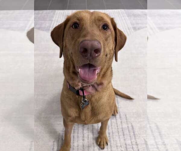 Medium Photo #2 Labrador Retriever-Unknown Mix Puppy For Sale in Fort Worth, TX, USA