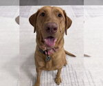 Small #1 Labrador Retriever Mix