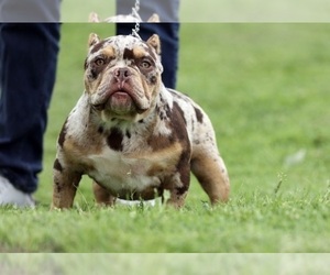 American Bully Puppy for sale in BELL GARDENS, CA, USA