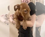 Small Labrador Retriever Mix