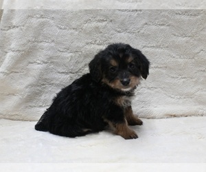 Pembroke Welsh Corgi-Poodle (Miniature) Mix Puppy for sale in FRESNO, OH, USA