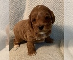 Small Photo #12 Goldendoodle (Miniature) Puppy For Sale in MOUNT PLEASANT, SC, USA