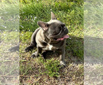 Small Photo #6 French Bulldog Puppy For Sale in LOXAHATCHEE, FL, USA