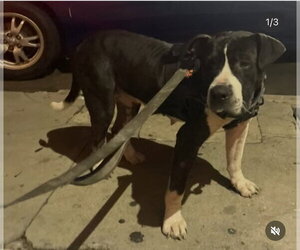 Mutt Dogs for adoption in Dana Point, CA, USA