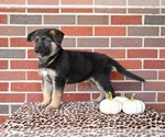 Small #1 German Shepherd Dog