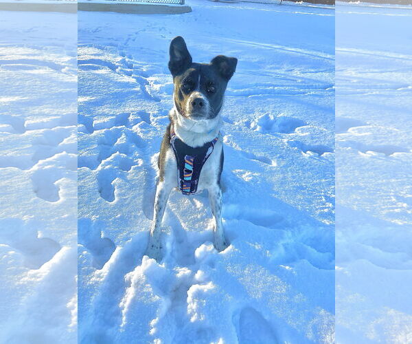Medium Photo #4 Collie-Unknown Mix Puppy For Sale in Fort Collins, CO, USA