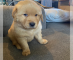 Puppy 2 Golden Retriever