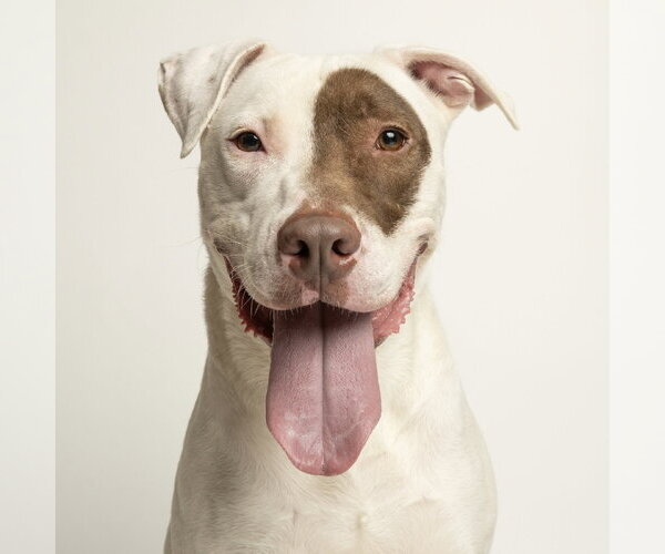 Medium Photo #1 Bull Terrier-Unknown Mix Puppy For Sale in Rowlett, TX, USA