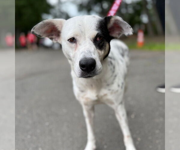 Medium Photo #3 Mutt Puppy For Sale in Canton, CT, USA
