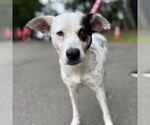 Small #2 Mutt