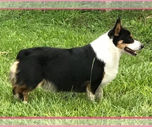 Father of the Pembroke Welsh Corgi puppies born on 11/23/2023