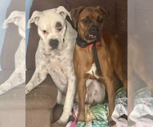 Medium Photo #3 Boxer Puppy For Sale in Dumont, NJ, USA