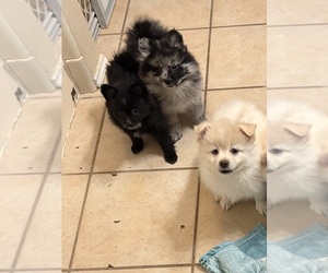 Pomeranian Puppy for sale in CEDAR HILL, TX, USA