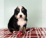 Small #2 Bernese Mountain Dog