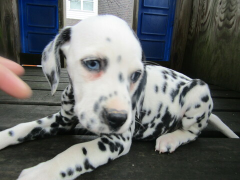 Medium Photo #5 Dalmatian Puppy For Sale in HUDSON, MI, USA