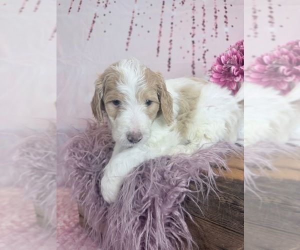Medium Photo #82 Aussie-Poo-Goldendoodle Mix Puppy For Sale in COMMERCE, MI, USA