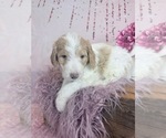 Small Photo #82 Aussie-Poo-Goldendoodle Mix Puppy For Sale in COMMERCE, MI, USA