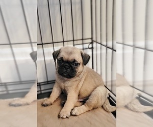 Pug Puppy for sale in BRIDGETOWN, OH, USA