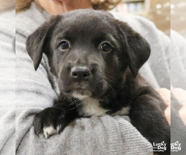 Medium Photo #2 Labrador Retriever-Unknown Mix Puppy For Sale in Washington, DC, USA