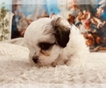 Small Photo #13 Zuchon Puppy For Sale in GALENA, NV, USA