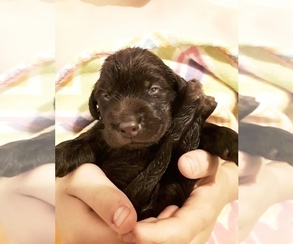 Medium Photo #50 Goldendoodle-Labrador Retriever Mix Puppy For Sale in KALISPELL, MT, USA