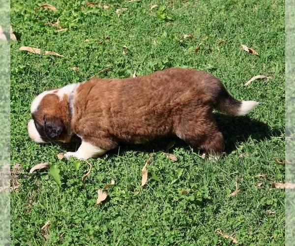 Medium Photo #4 Saint Bernard Puppy For Sale in TURLOCK, CA, USA