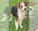 Small #1 Australian Shepherd-Jack Russell Terrier Mix