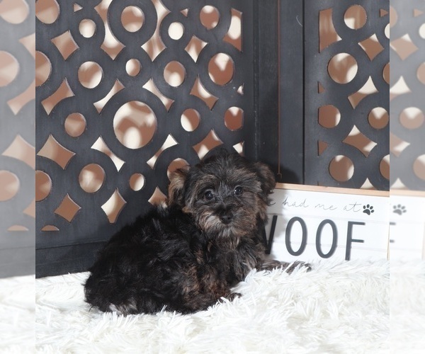 Medium Photo #2 YorkiePoo Puppy For Sale in MOUNT VERNON, OH, USA