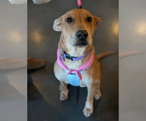 Medium Labrador Retriever Mix