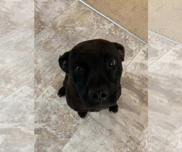 Medium Photo #2 Labrador Retriever-Unknown Mix Puppy For Sale in Scottsboro, AL, USA