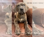 Small #1 Cane Corso